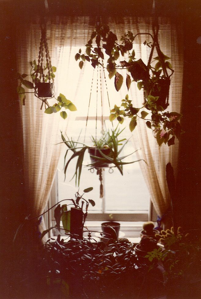 Plant-hangers in window - 104